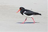 Pied Oystercatcher